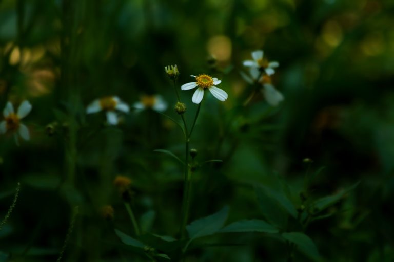 From the Urban Jungle to the Wild: Navigating the Great Outdoors on a Budget